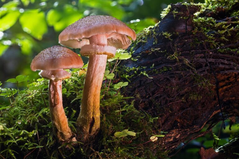 foraging for food, mushroom, forest mushroom, agaric-2796220.jpg