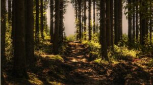 foraging for food, trees, forest, forest path-3410846.jpg